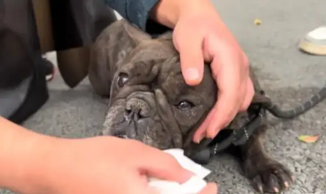 Once again, a bulldog once worth tens of thousands is shaking, and more than a month later, it's hoping again