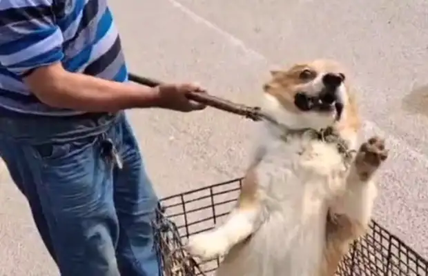 $380, Corky sold it to the dog dealer, put the dog in a cage