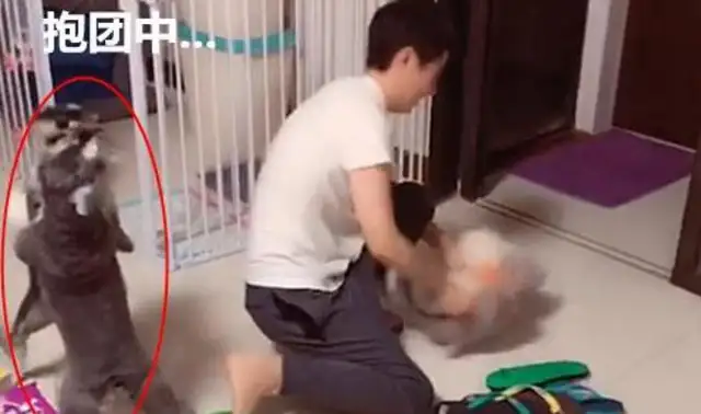 To teach dogs not to bite their slippers, the master used to show them how to scare each other