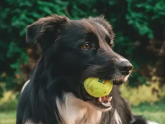 You know, the dog has 800 people who fake ball-throwing