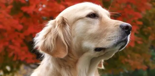 The five-month-old dog escaped home