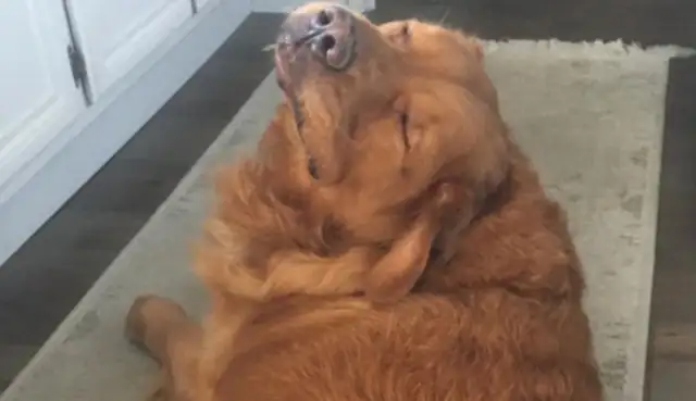 68kg golden hair recovery dog, after a year of lost weight, turns 28kg super hot dog
