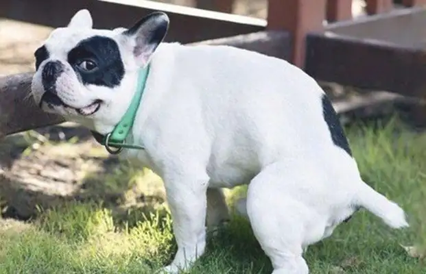 He's got a blond dog, and he's always staring at him: 'Cause I don't have any other dogs out there