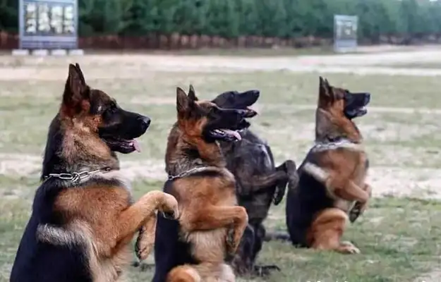 Retired dogs broke out of the street, biting the dead! Tears