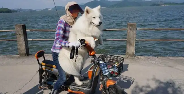 It was only after seeing Shenzhen that there was such a good way to fix the city dog problem