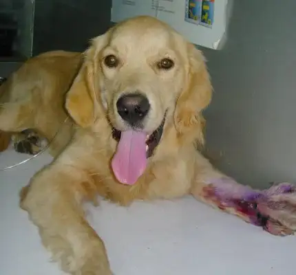 The five-month-old dog escaped home