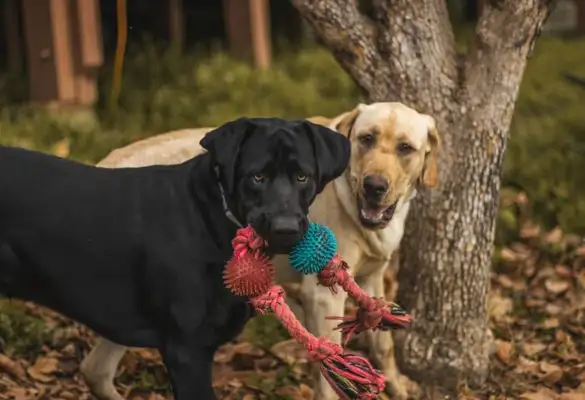 You know, the dog has 800 people who fake ball-throwing