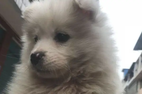 When I went shopping with a stray dog, my best friend changed 180 degrees