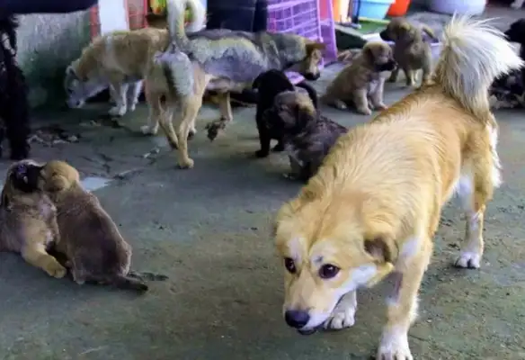 Warm! A woman teacher in Hangzhou has been helping stray dogs for 20 years