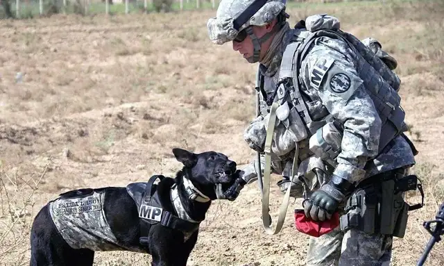 Retired dogs broke out of the street, biting the dead! Tears