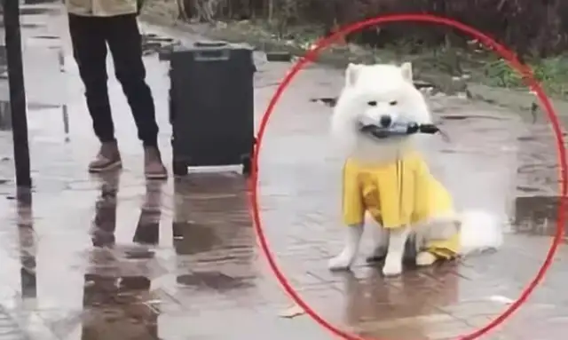 Samoye was waiting by the bus station, and the lady was warmed to her feet