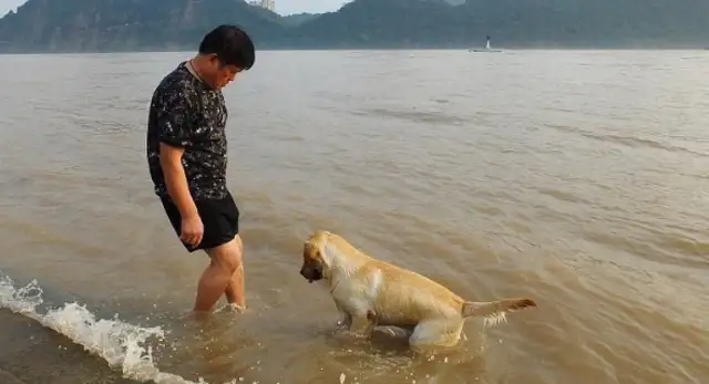 It was only after seeing Shenzhen that there was such a good way to fix the city dog problem