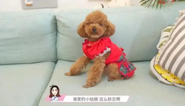 Have you seen the dog #8221; the stand #8221; Two little Teddys are gonna get fucked up. Passer: It's all set