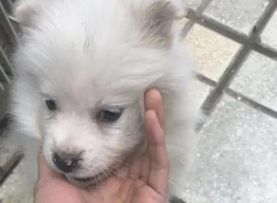 When I went shopping with a stray dog, my best friend changed 180 degrees