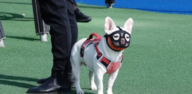 It was only after seeing Shenzhen that there was such a good way to fix the city dog problem