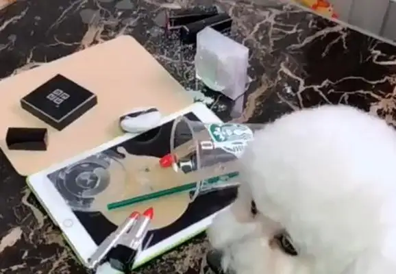 The black-hearted man who's making a prank, he's asking the dog to take the fall