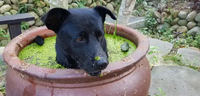 The black dog with social phobia makes a fool out of chasing a bitch