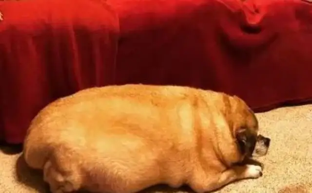 Fat dogs won't live for two months