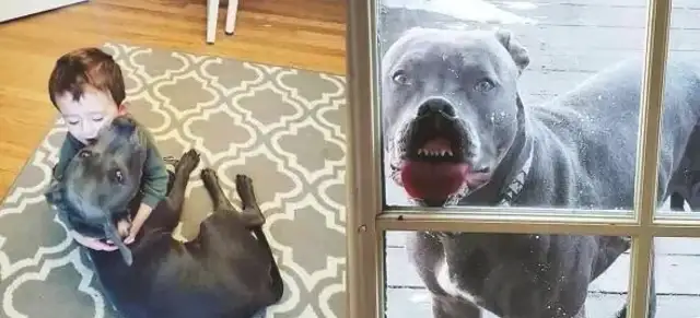 Come out without it. Mother takes pictures of her eldest son. Bitts are ugly, laughing at the whole family