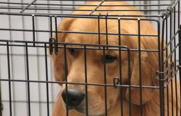 Foster dogs don't neglect. These matters cannot be ignored