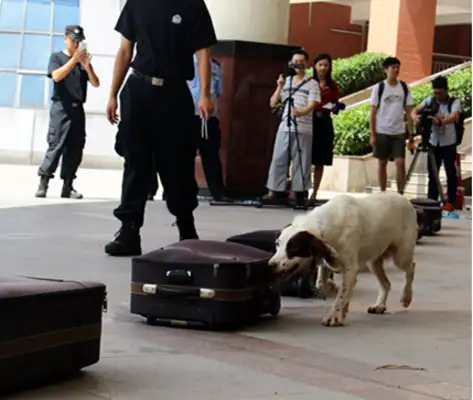 On the anti-drug campaign, the anti-narcotic dog gave a live tribute to the crowd