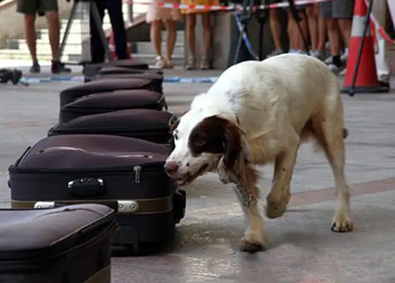 On the anti-drug campaign, the anti-narcotic dog gave a live tribute to the crowd