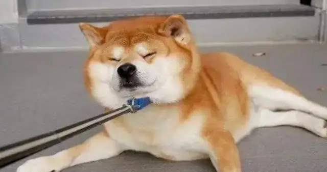 Beautiful girls walk their dogs and they're laughing
