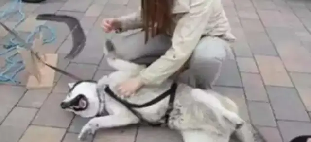 Beautiful girls walk their dogs and they're laughing