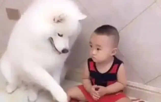 The baby eats snacks, and the dog comes to get a bowl, and the baby's down