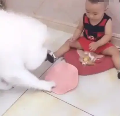 The baby eats snacks, and the dog comes to get a bowl, and the baby's down