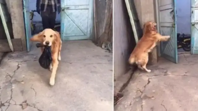 The golden hound will open the door if he pulls the key