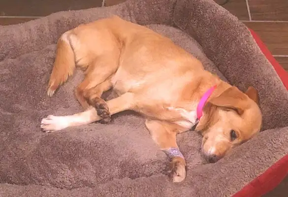 The door was closed at night, and the next day the stray dog was at home, so the owner searched for surveillance