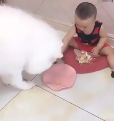 The baby eats snacks, and the dog comes to get a bowl, and the baby's down