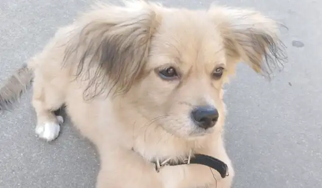 The master didn't want the pet to leave the dog he picked up on the street, and then she met the girl crying with it