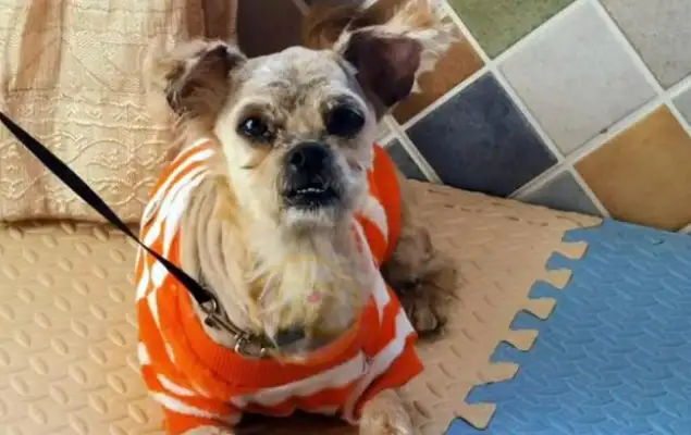 What happened to a dog with a tooth and a tooth