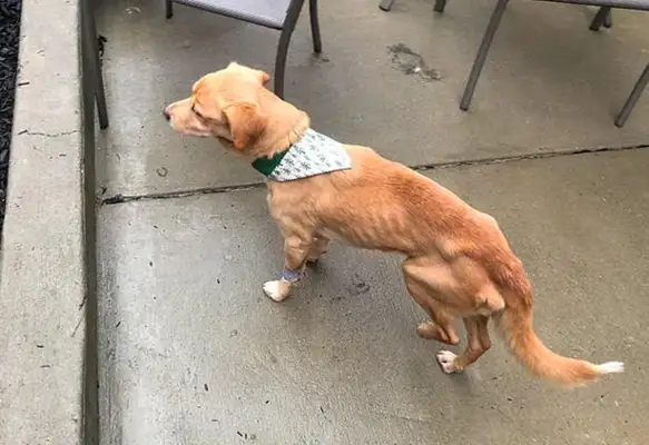 The door was closed at night, and the next day the stray dog was at home, so the owner searched for surveillance