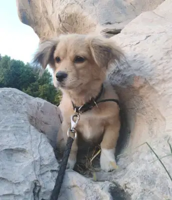 The master didn't want the pet to leave the dog he picked up on the street, and then she met the girl crying with it