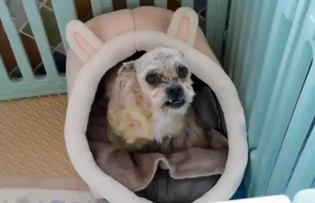 What happened to a dog with a tooth and a tooth