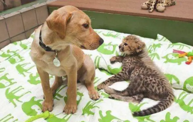 The master took in a little leopard and left the dog waiting for the leopard to live