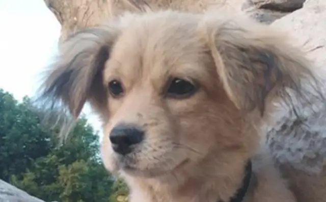 The master didn't want the pet to leave the dog he picked up on the street, and then she met the girl crying with it