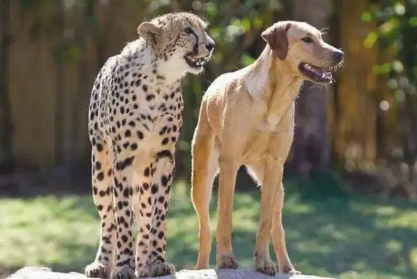 The master took in a little leopard and left the dog waiting for the leopard to live