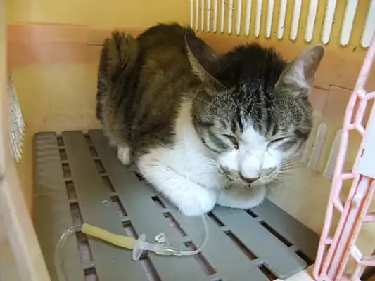 Cat kidney disease, early symptoms and prevention