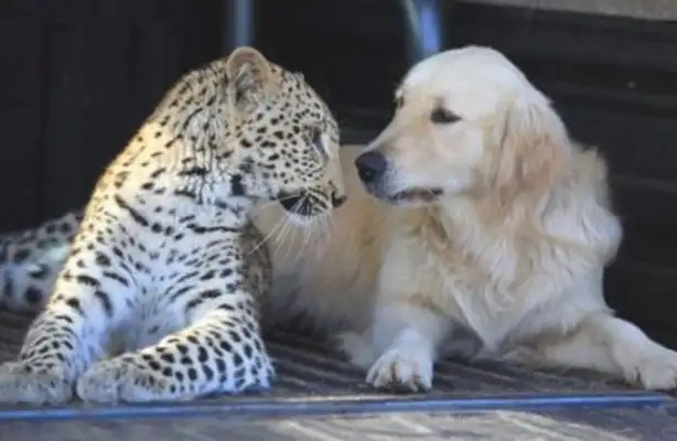The master took in a little leopard and left the dog waiting for the leopard to live