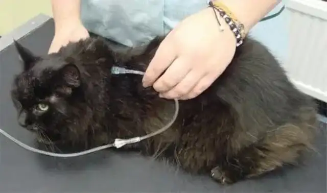Cat kidney disease, early symptoms and prevention