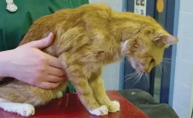 Cat kidney disease, early symptoms and prevention