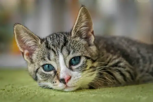 Cat kidney disease, early symptoms and prevention