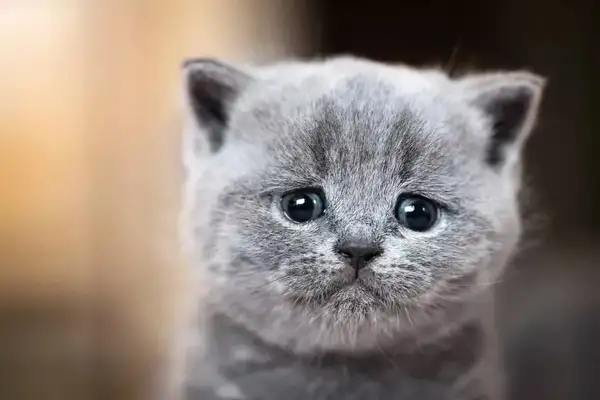 Cat kidney disease, early symptoms and prevention