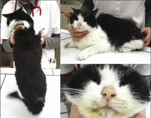 Cat kidney disease, early symptoms and prevention