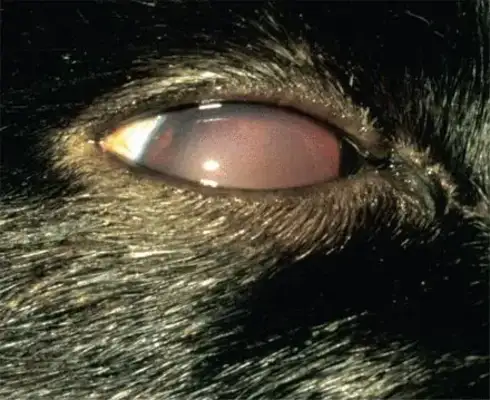 Cat kidney disease, early symptoms and prevention
