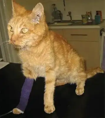 Cat kidney disease, early symptoms and prevention